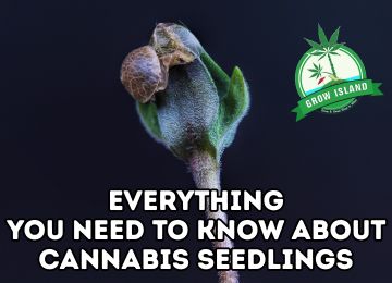 Three Simple Steps to Master Everything You Need to Know About Cannabis Seedlings