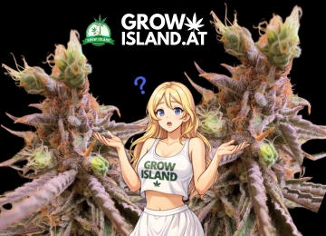 Warum deine Cannabis Buds Foxtailing zeigen und wie du es sofort stoppst