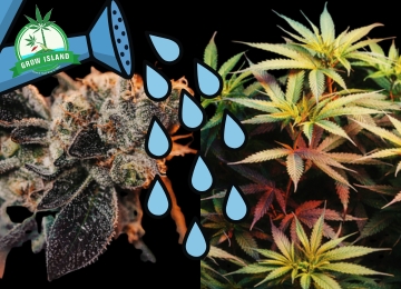 Wie und wann man Cannabispflanzen richtig spült