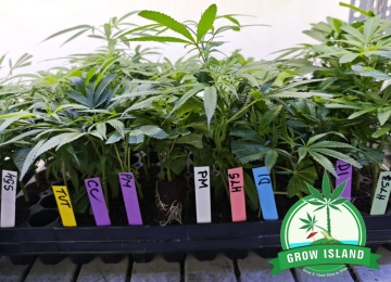 Cannabis mit Stecklingen kultivieren: effizienter Einstieg und konstante Ergebnisse