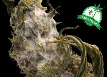 Schimmel bei Cannabis erkennen, vermeiden und richtig behandeln