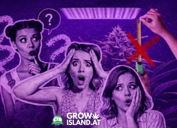 Wie weit LED Grow Light von Cannabis?