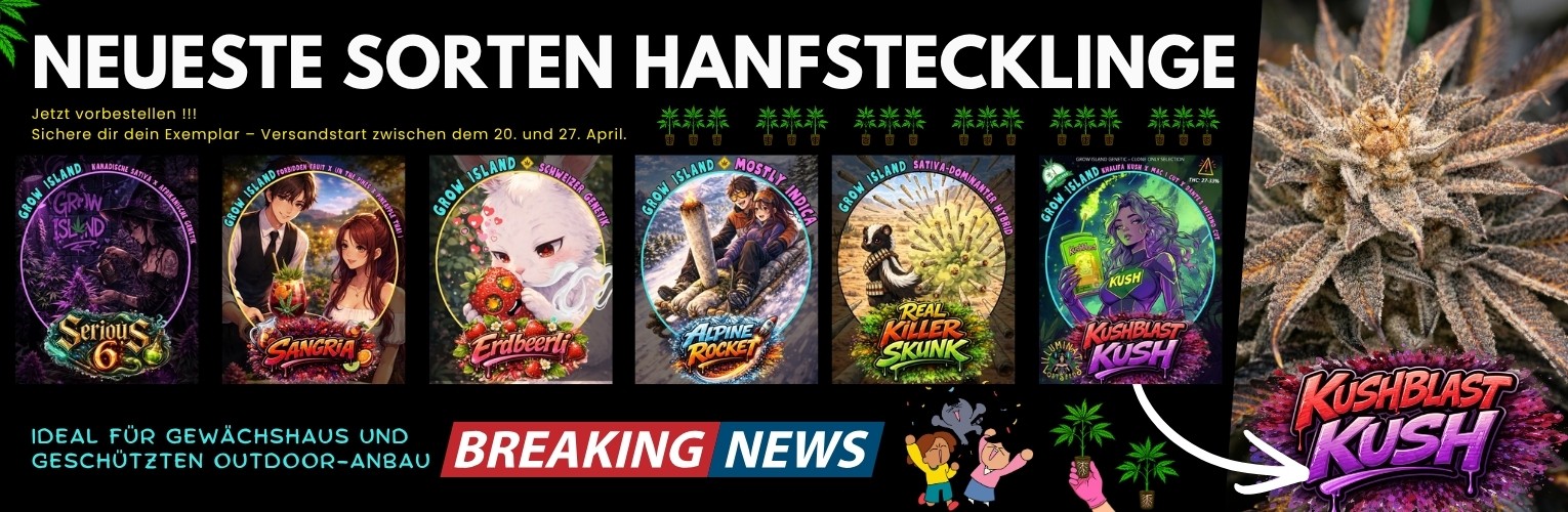 Neueste Sorten Hanfstecklinge