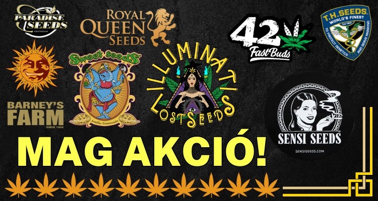 Most kedvezmény több válogatott kannabiszmag fajtára. Csapj le rá, amíg tart az akció!
