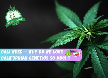 Cali Weed – Why do we love Californian genetics so much?