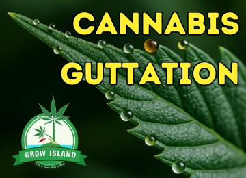 Guttation in Cannabis – What Do These Mysterious Droplets Mean?