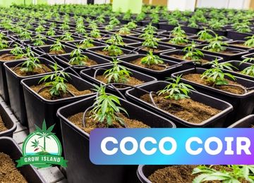 Coco Coir – Why Both Beginners and Experts Love It