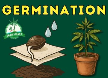 Ideal temperature for germinating cannabis seeds – What every grower needs to know
