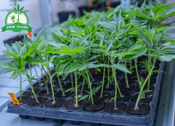Ordering hemp clones online