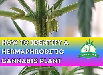 How to Recognize a Hermaphroditic Cannabis Plant
