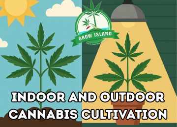 Sunlight Requirements for Outdoor vs Indoor Cannabis