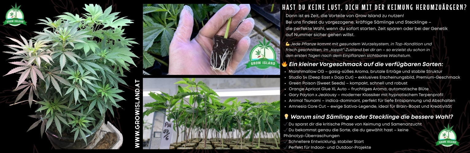 Keine Lust, dich mit der Keimung herumzuschlagen?