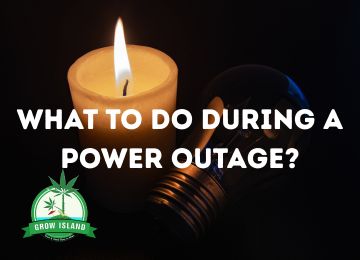 How to Protect Your Cannabis Plants During a Power Outage?