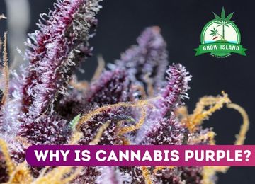 Why Is Cannabis Purple? In Search of the Purple Wonders