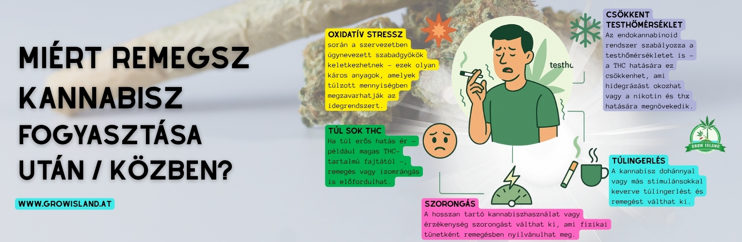 Miért remegsz kannabisz fogyasztása után / közben?