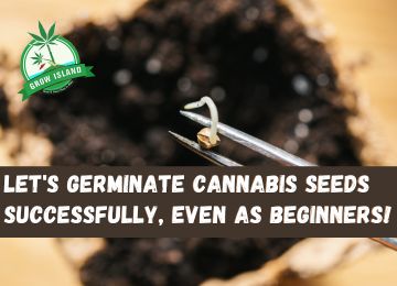 How to Germinate Cannabis Seeds Successfully, even as a Beginner?!