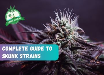 The World of Skunk Weed: Origins, Story, and Cultivation Secrets