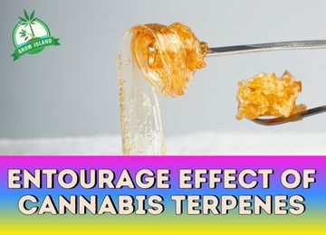Entourage Effect of Cannabis Terpenes