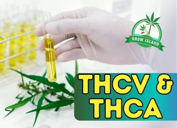 THCV & THCA: A Comparison of Cannabinoids