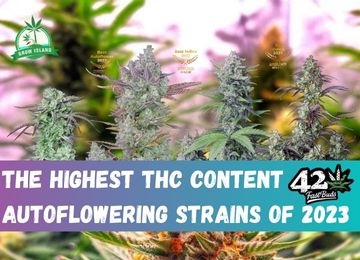 The Highest THC Levels - Top 10 Strains in 2023!