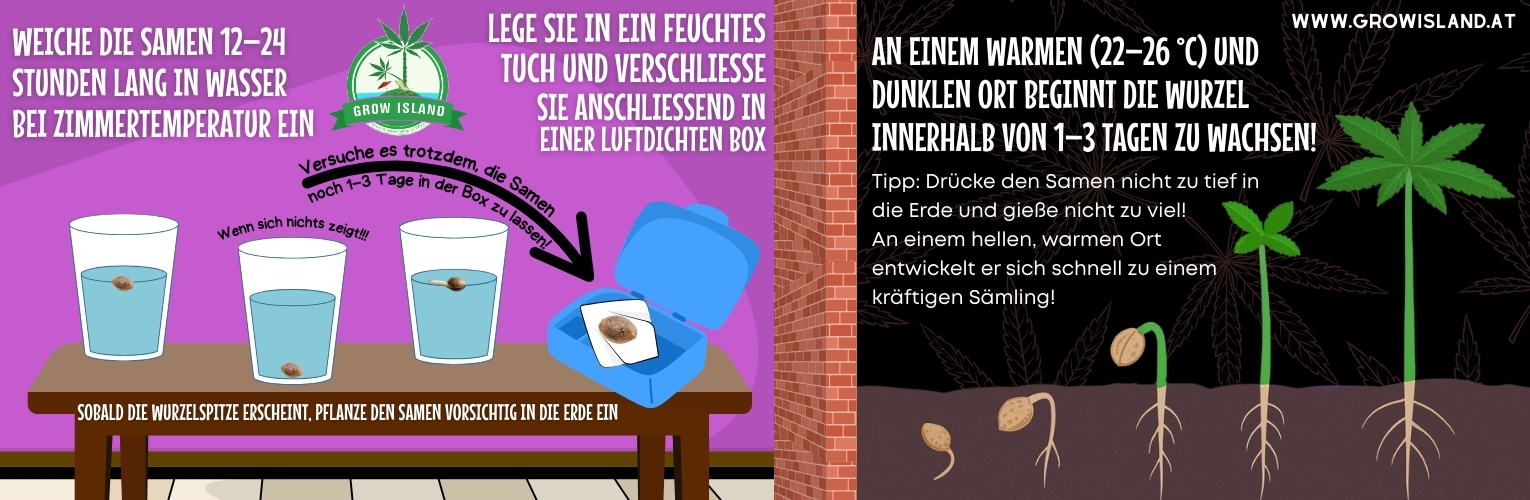 Tipp: Drücke den Samen nicht tief in die Erde