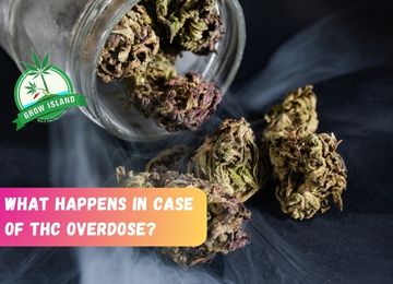 What Happens in Case of THC Overdose?