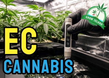 Cannabis EC-érték – Teljes útmutató a tápoldatozáshoz