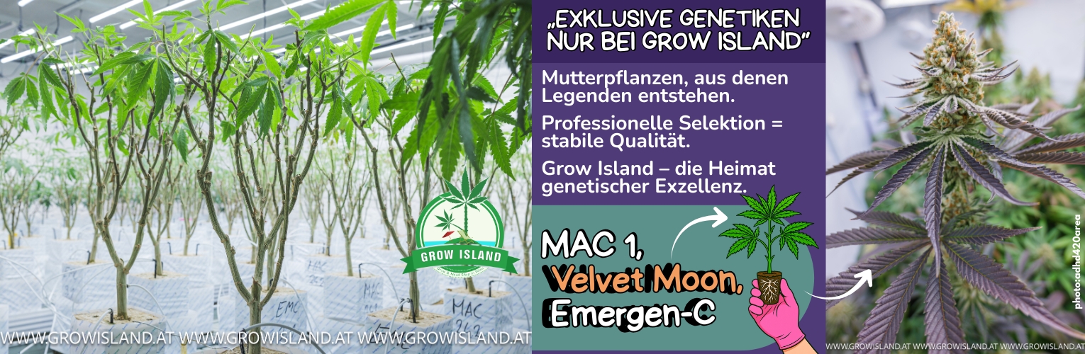 Exklusive Genetiken