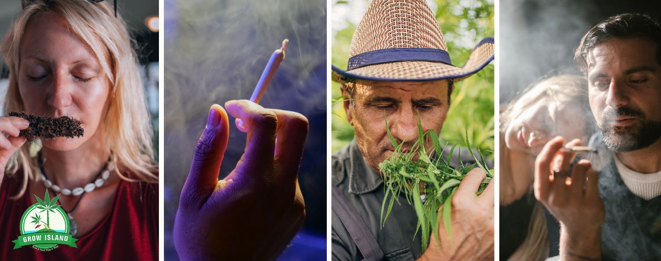 Kannabisz szag elrejtése - Hatékony módszerek és alternatív lehetőségek