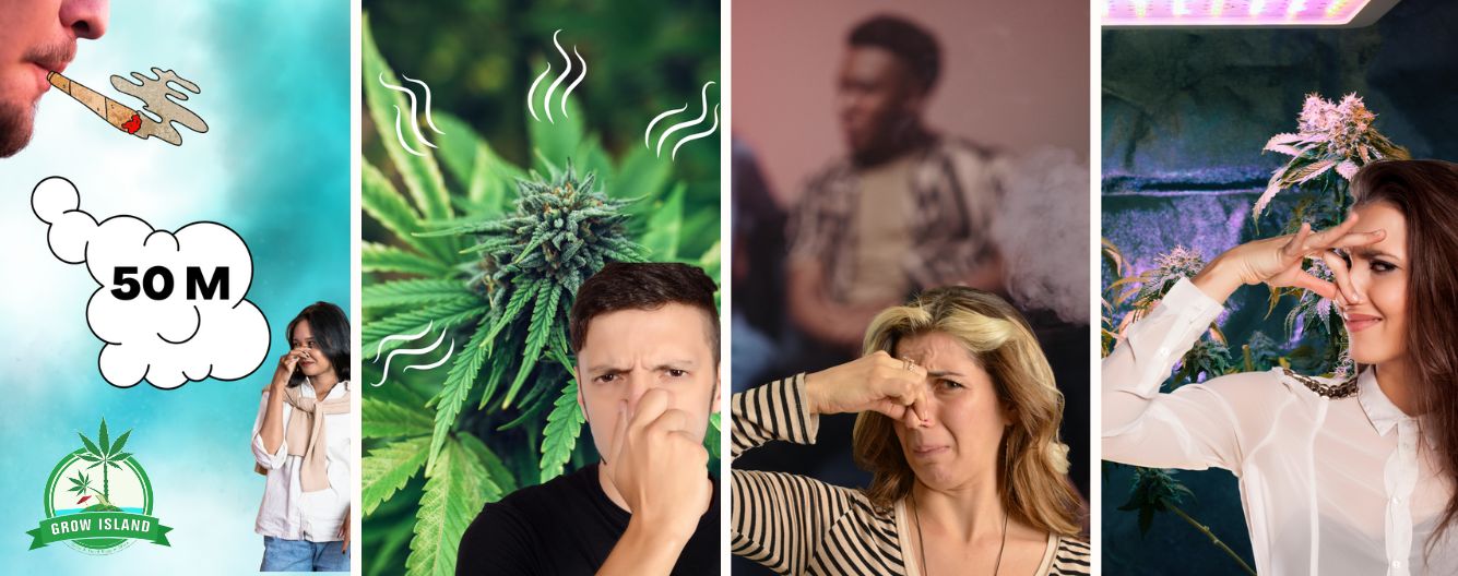 Kannabisz szag elrejtése - Hatékony módszerek és alternatív lehetőségek