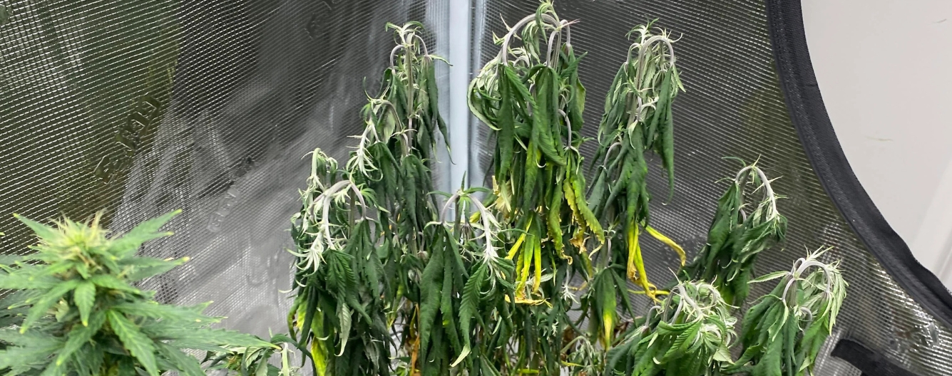 unhealthy cannabis plants who need water