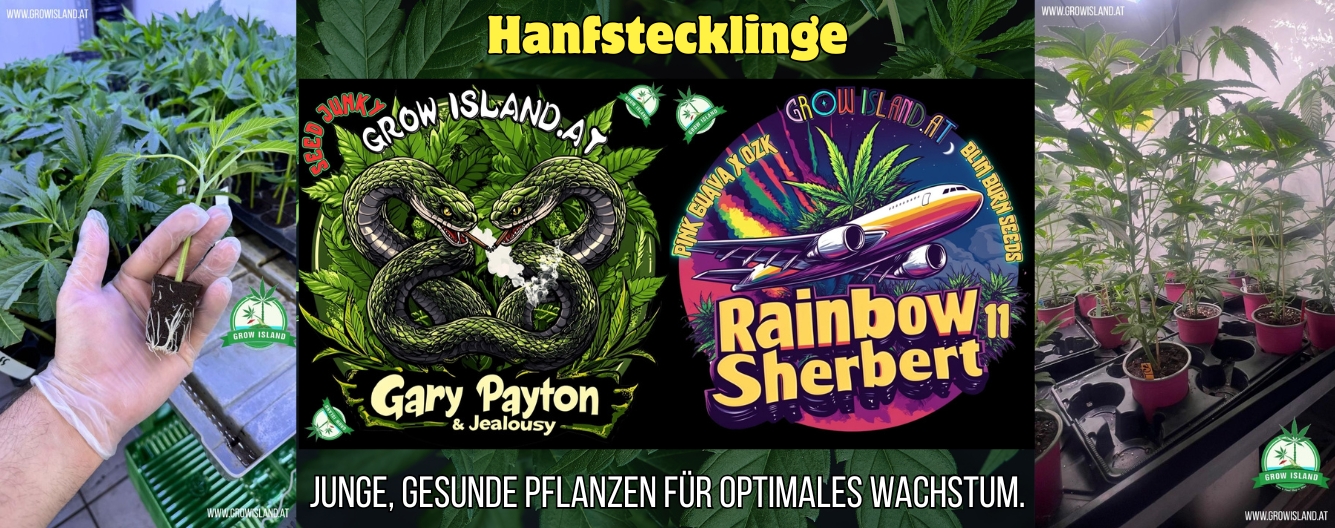 Hanfstecklinge