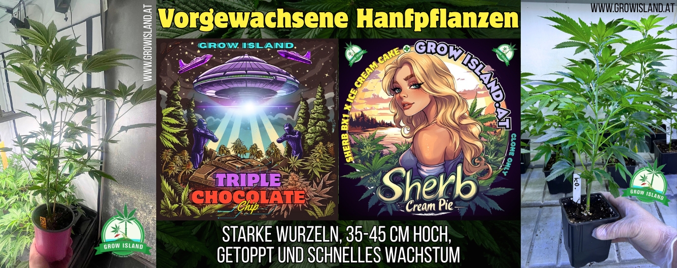 Vorgezüchtete Hanfpflanzen