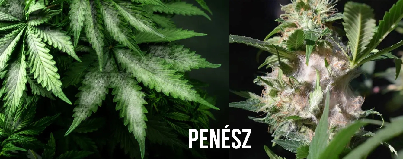 Penészgomba