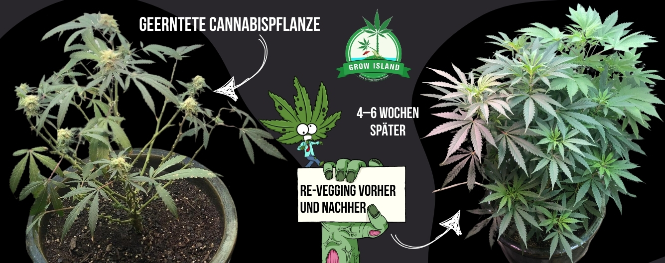 Re-Vegging – Schritt für Schritt