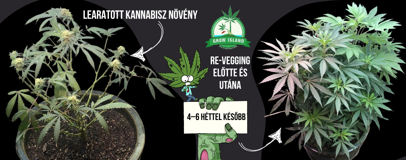 Újranövesztés vizuálisan