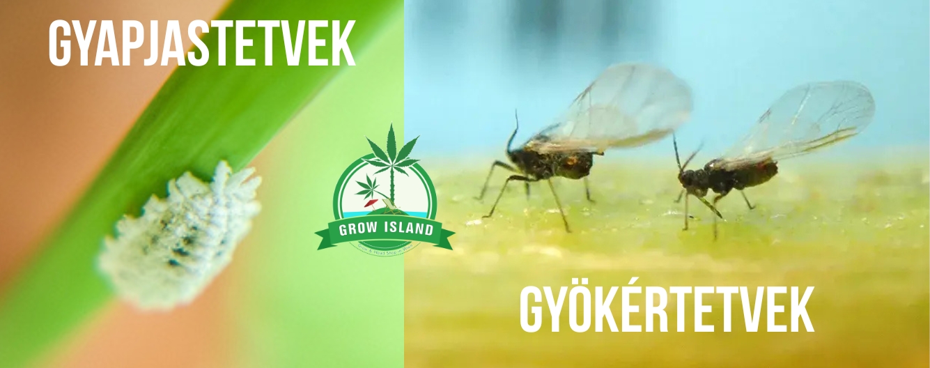 Gyapjastetvek