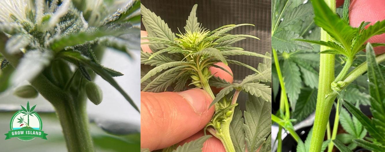 Hermaphrodites Cannabispflanze