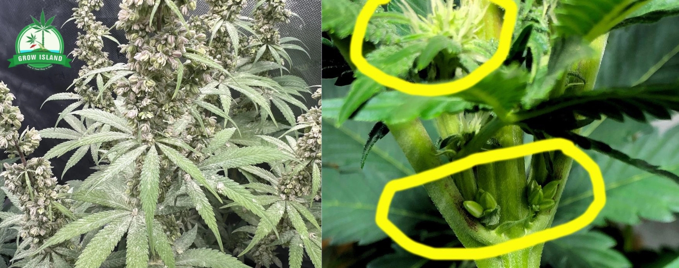 Illustration einer hermaphroditen Cannabispflanze