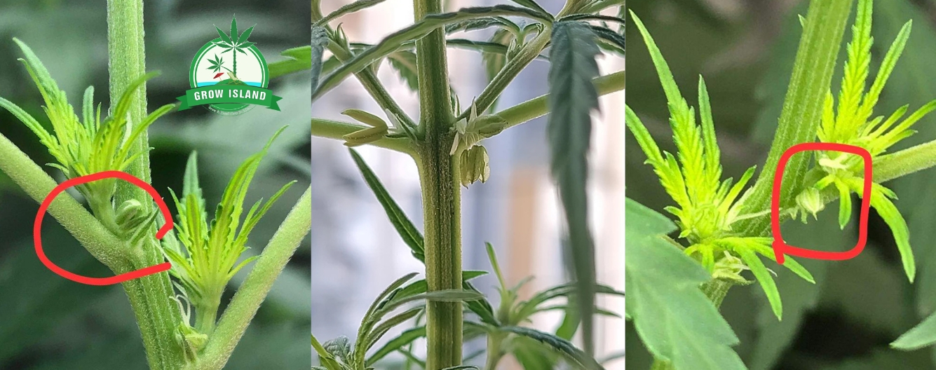 Beispiel einer hermaphroditen Cannabispflanze
