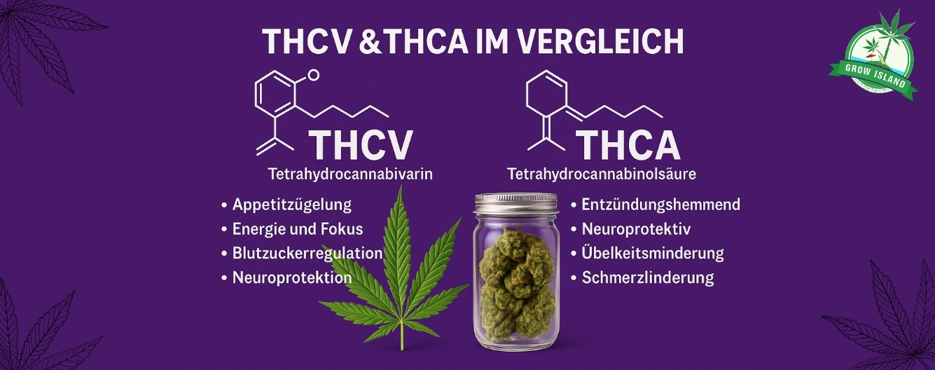 THCV &THCA IM VERGLEICH