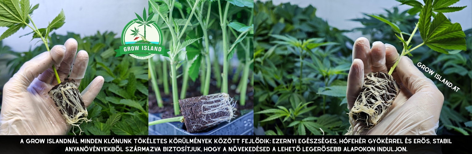 Gyökérzet és tökéletes körülmények
