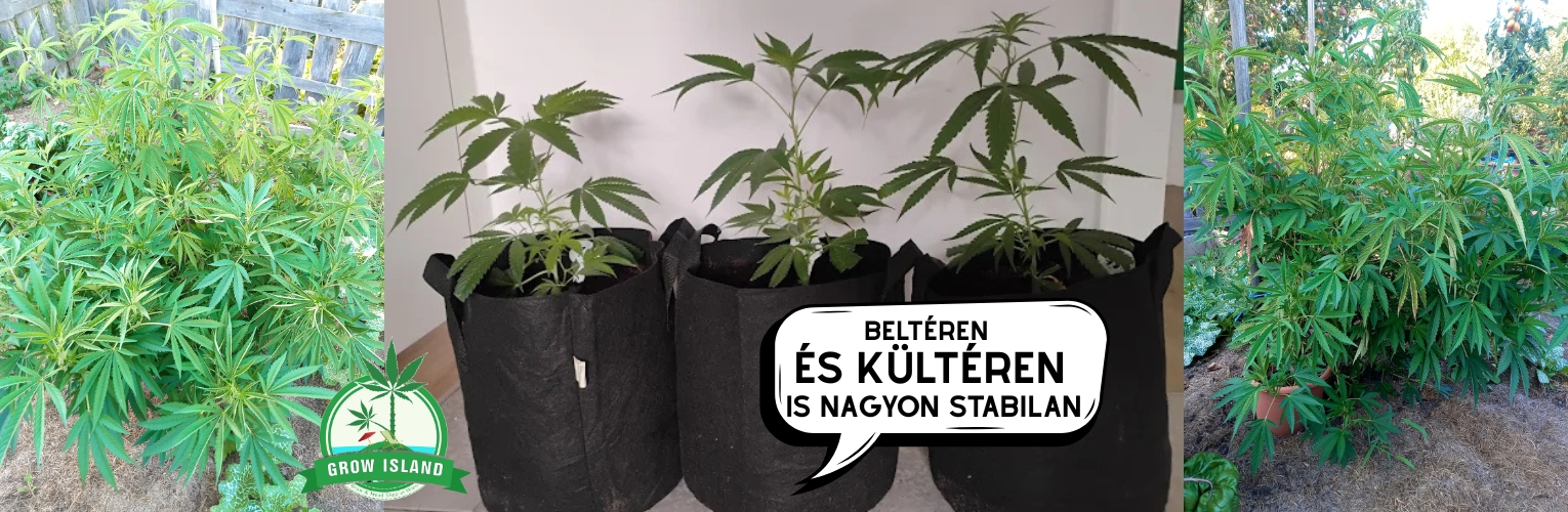 Növekedés beltéren és kültéren