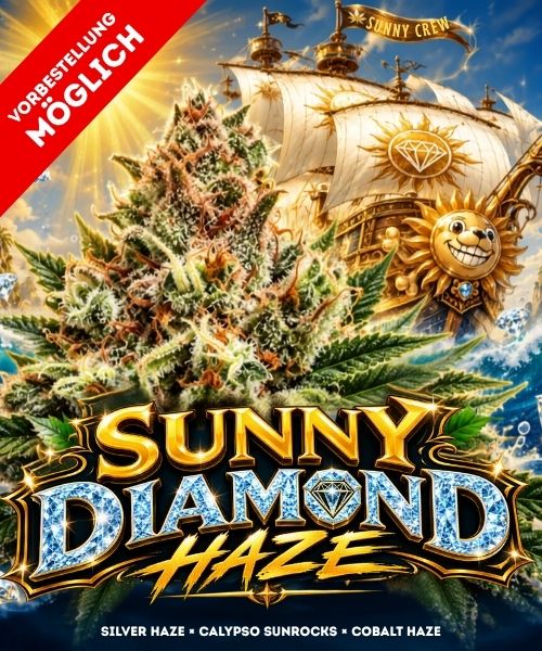 Sunny Diamond Haze Hanfstecklinge