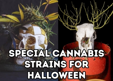 Halloween, Cannabis and Special Strains for the Dark Season