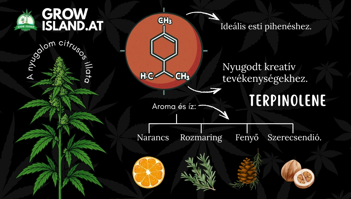 TERPINOLENE 2