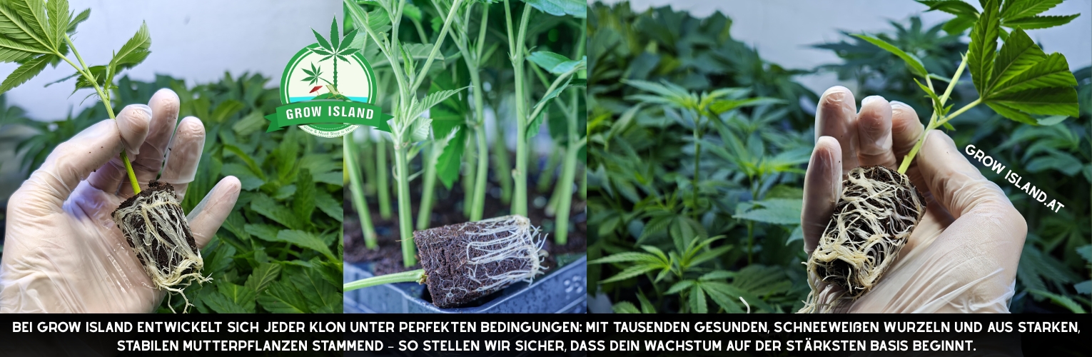 Wurzeln & perfekte Bedingungen