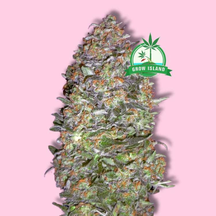 Advanced Seeds / AUTO / NYC Diesel Cannabisblüte vor hellrosa Hintergrund mit grünem Grow Island Logo in der oberen rechten Ecke