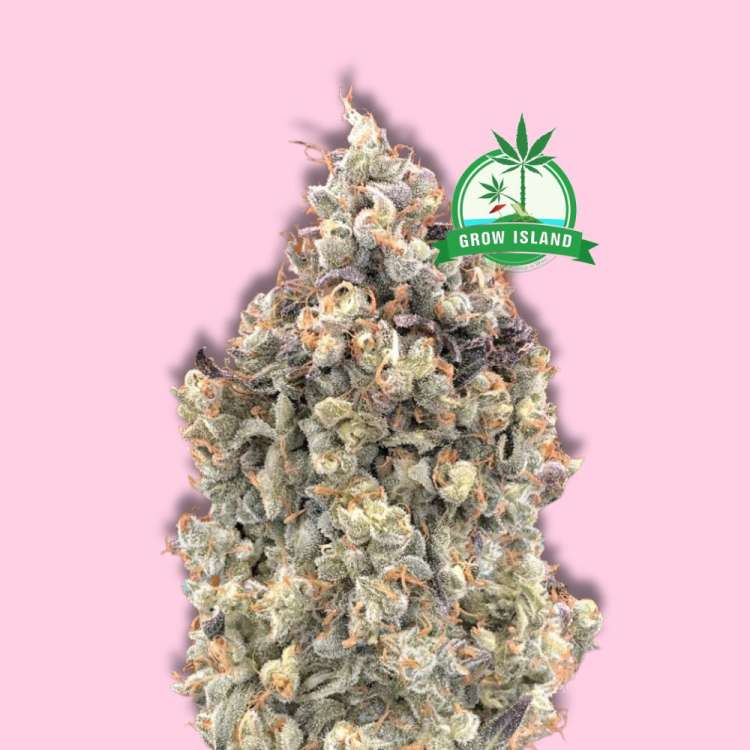 AUTO Watermelon OG Cannabisblüte von Advanced Seeds mit hellrosa Hintergrund und grünem Grow Island Logo in der oberen rechten Ecke