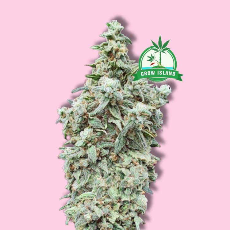 Cherry Pie ist eine weibliche Pflanze, die von Advanced Seeds angeboten wird. Sie ist ein Grow Island-Anfänger, Logo in der rechten Ecke